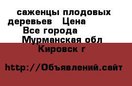 саженцы плодовых деревьев › Цена ­ 6 080 - Все города  »    . Мурманская обл.,Кировск г.